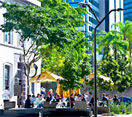 Brisbane City Council Trees Program