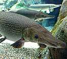 Image of an Alligator Gar fish