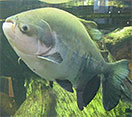 Image of a Black Pacu fish