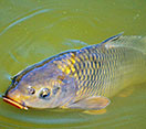 Image of a Carp fish