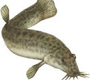 Image of a Chinese weatherfish