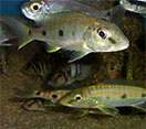 Image of a Yellow Belly Cichlid fish