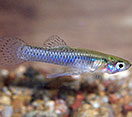Image of a Gambusia fish