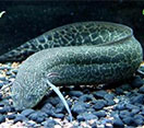 Image of a Marbeled lungfish