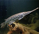 Image of a Spotted Gar fish
