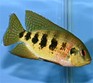 Image of a Tilapia mariae fish