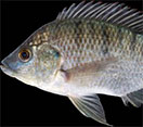 Image of a Tilapia fish