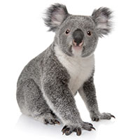 Image of a Koala which a white background
