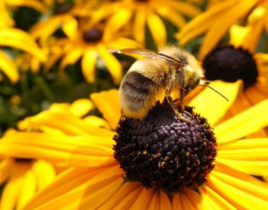 Growing pollinator gardens: A buzz for bees and other insects