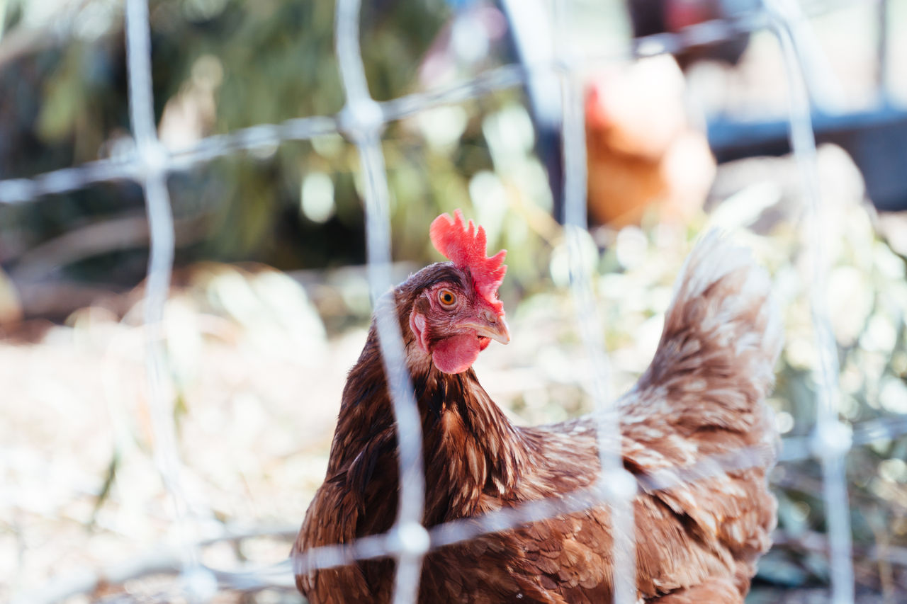 ISA Brown chicken in a chicken coop.