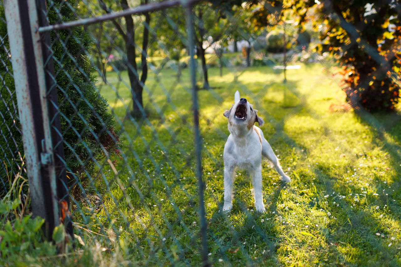 Aggresive dog barking behind a chainwire fence.