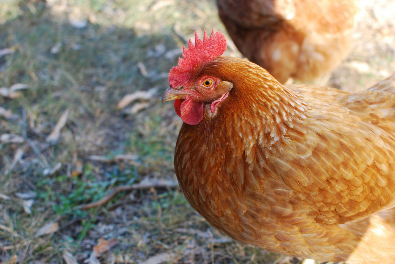 ISA Brown chicken free ranging in a Brisbane backyard.