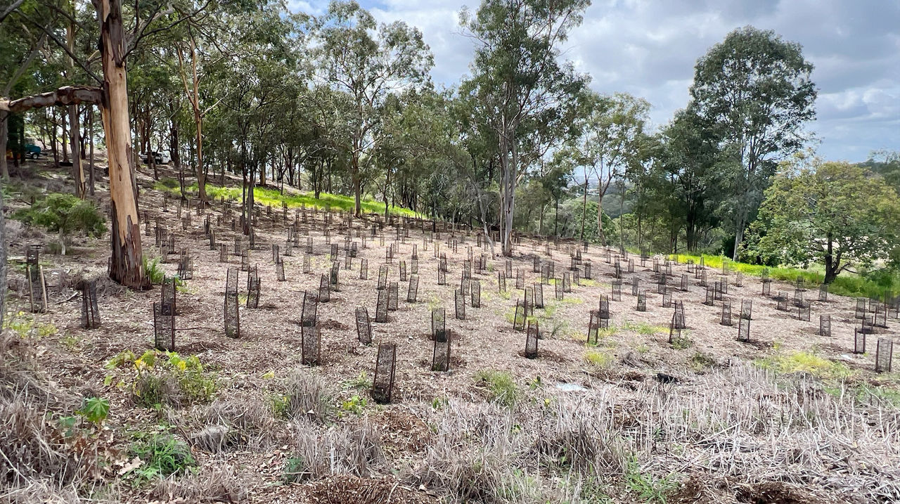 A Brisbane offset and restoration site showing plantings.