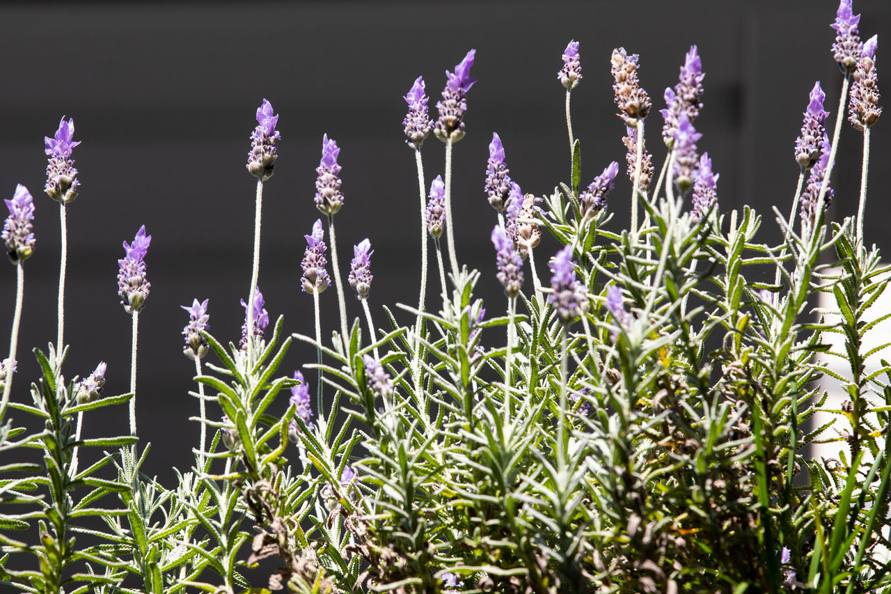 Lavender in bloom on a Brisbane street.
