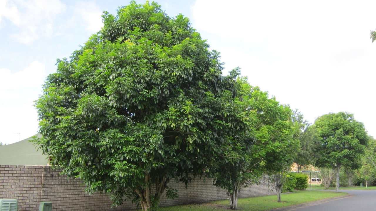 Australian Tulipwood tree on footpath.