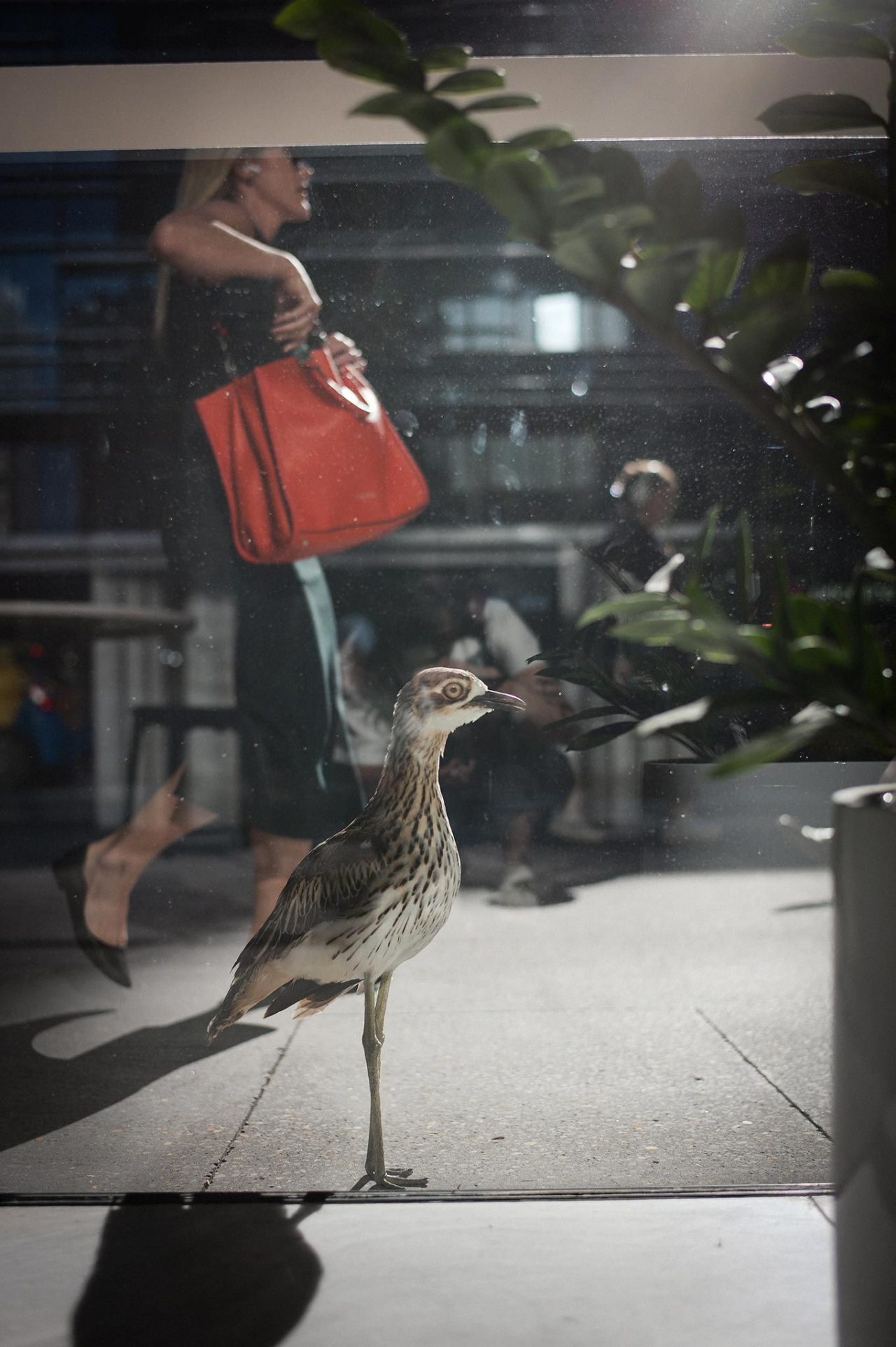 A curlew and pedestrians on a Brisbane City footpath in morning peak hour.