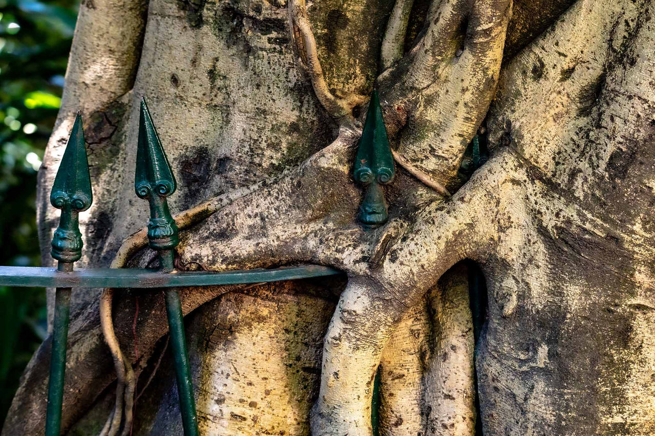 A fig tree wraps around a heritage fence in the City Botanic Gardens.