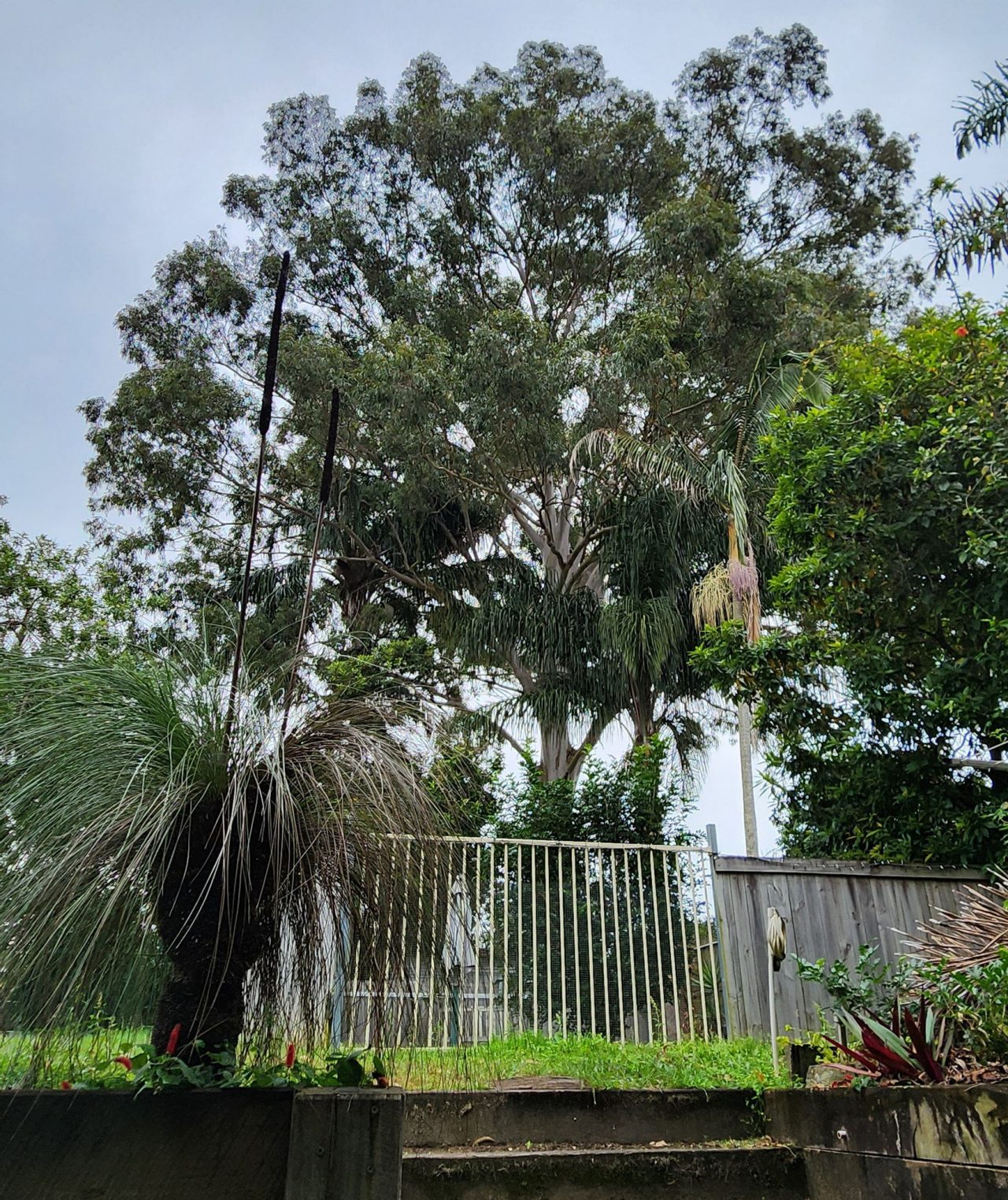 Backyard with various Australian native plants, including tall grass trees with blackened trunks and long, spiky leaves.