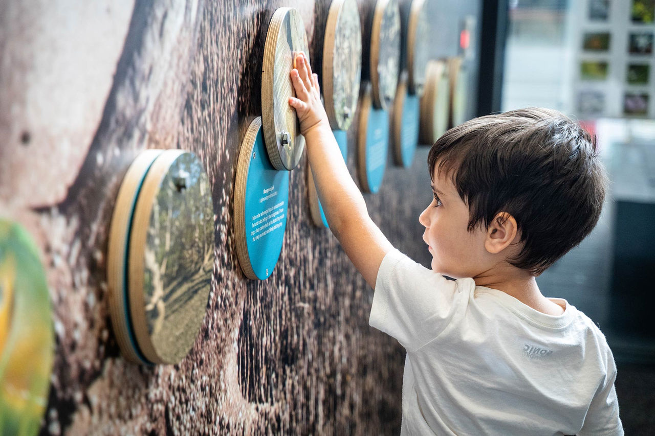 Young child interacting with an exhibit at Boondall Wetlands Environment Centre.