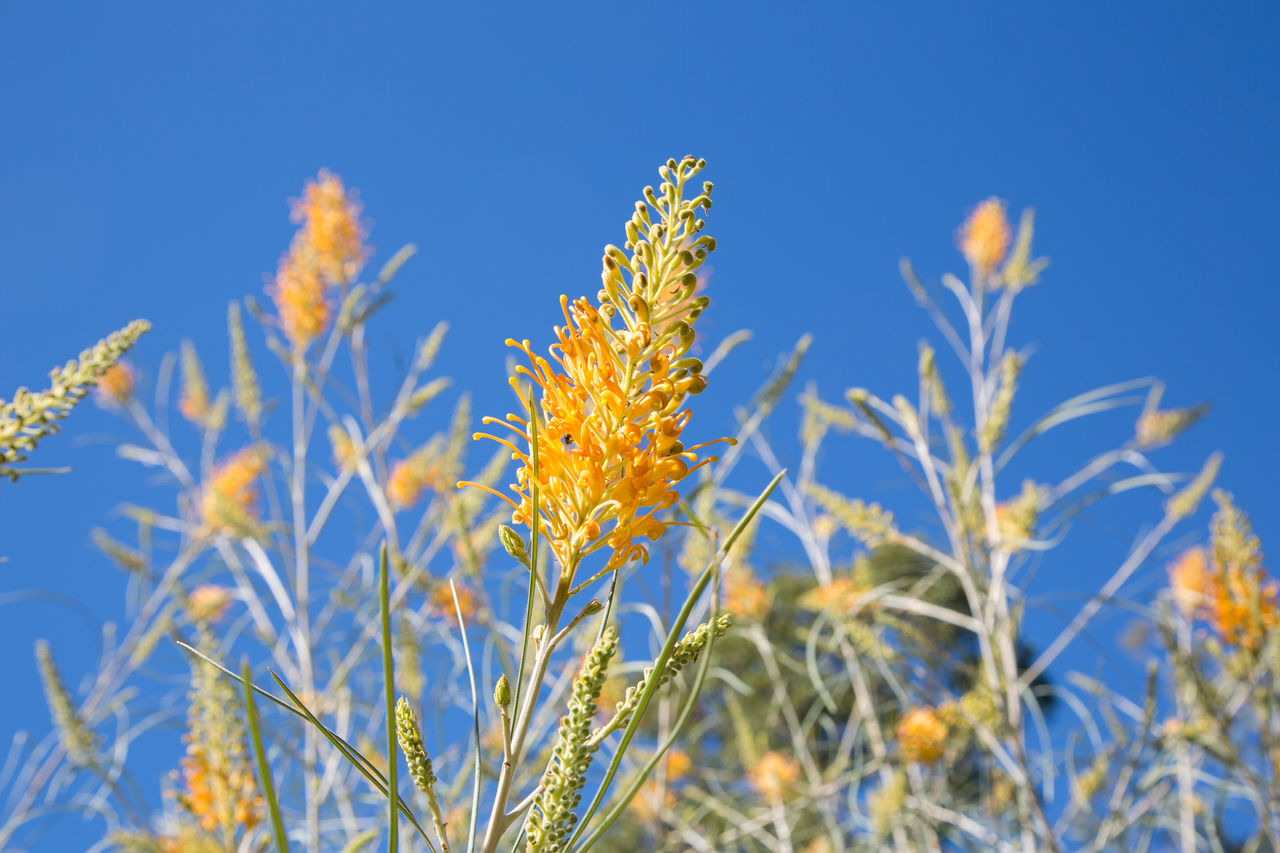 Grevillia growing in Australian Plant Communities section of Brisbane Botanic Gardens Mt Coot-tha.