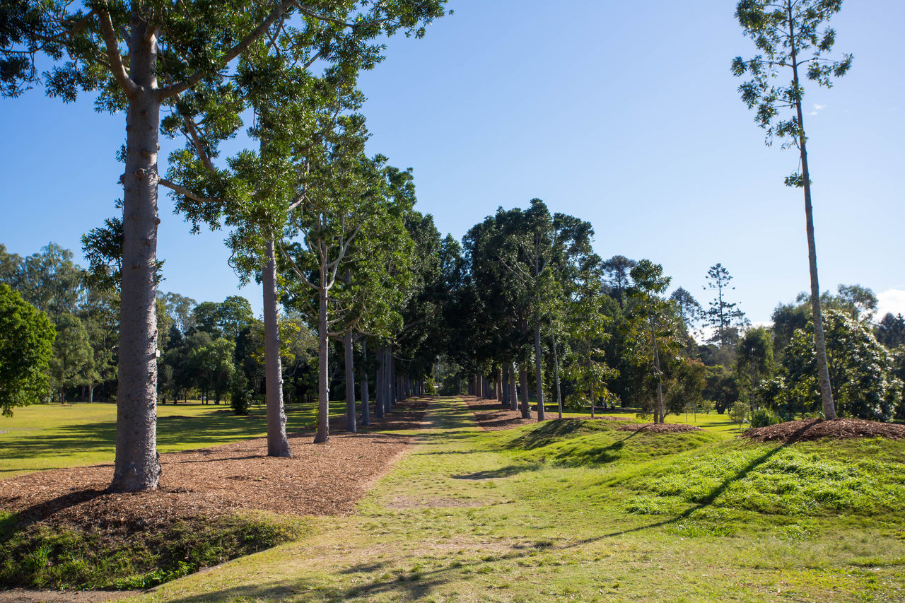 Avenue of native trees at Sherwood Arboretrum.