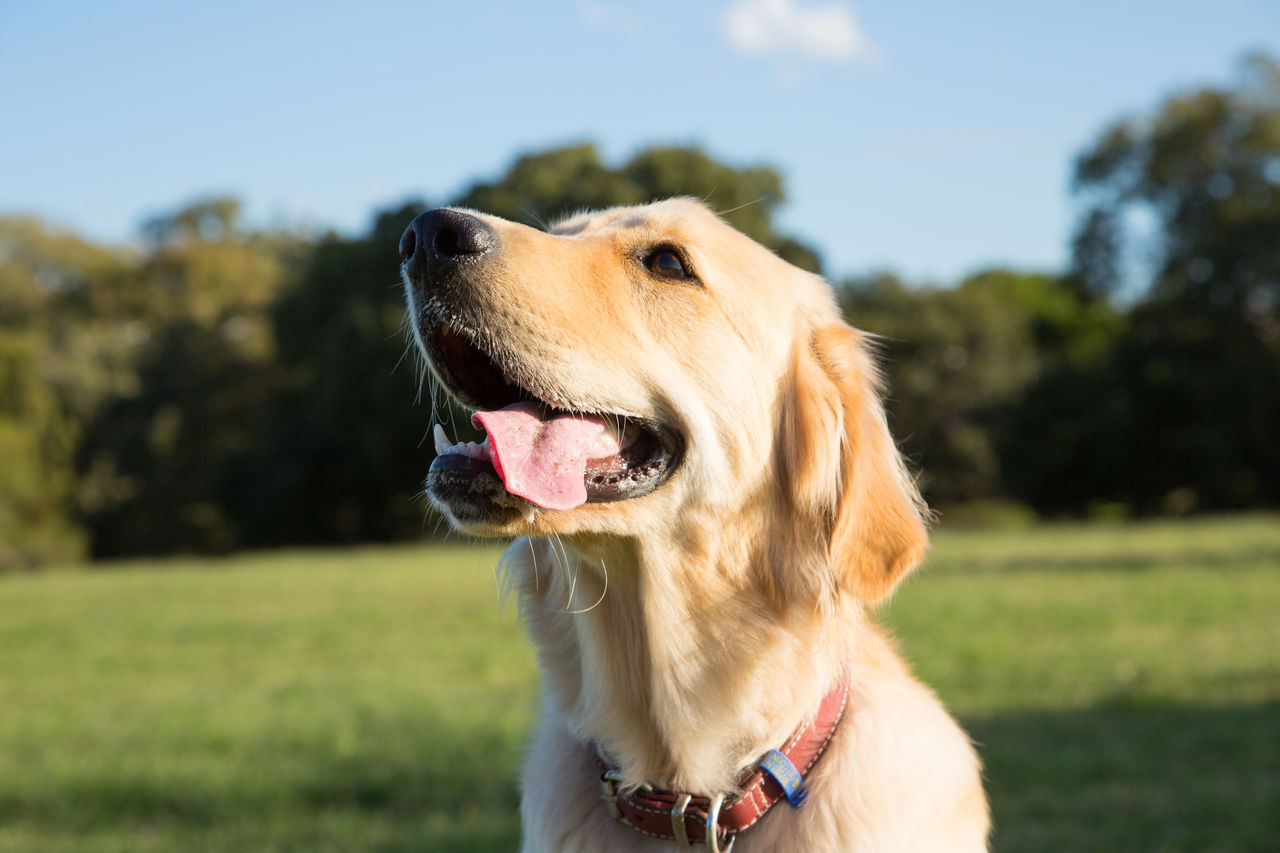 Labrador in Elanora Dog Park.