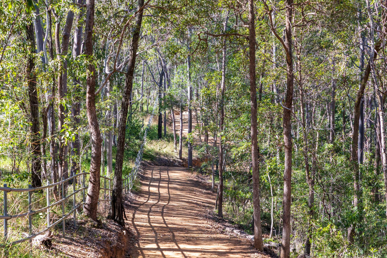 This image shows a tree-lined dirt track in Changing Mountain Bushland.