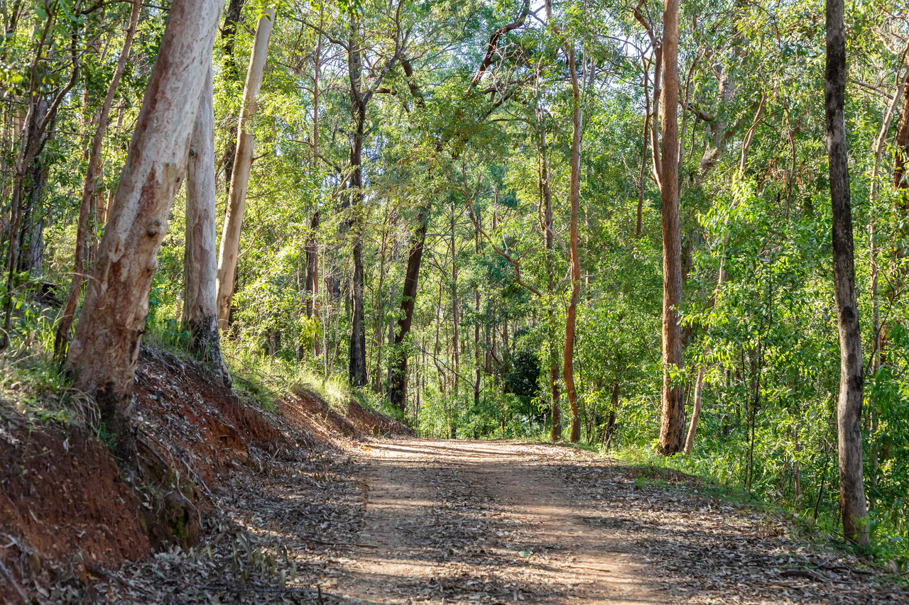 An image of a tree-lined track at Kholo Bushland Reserve.