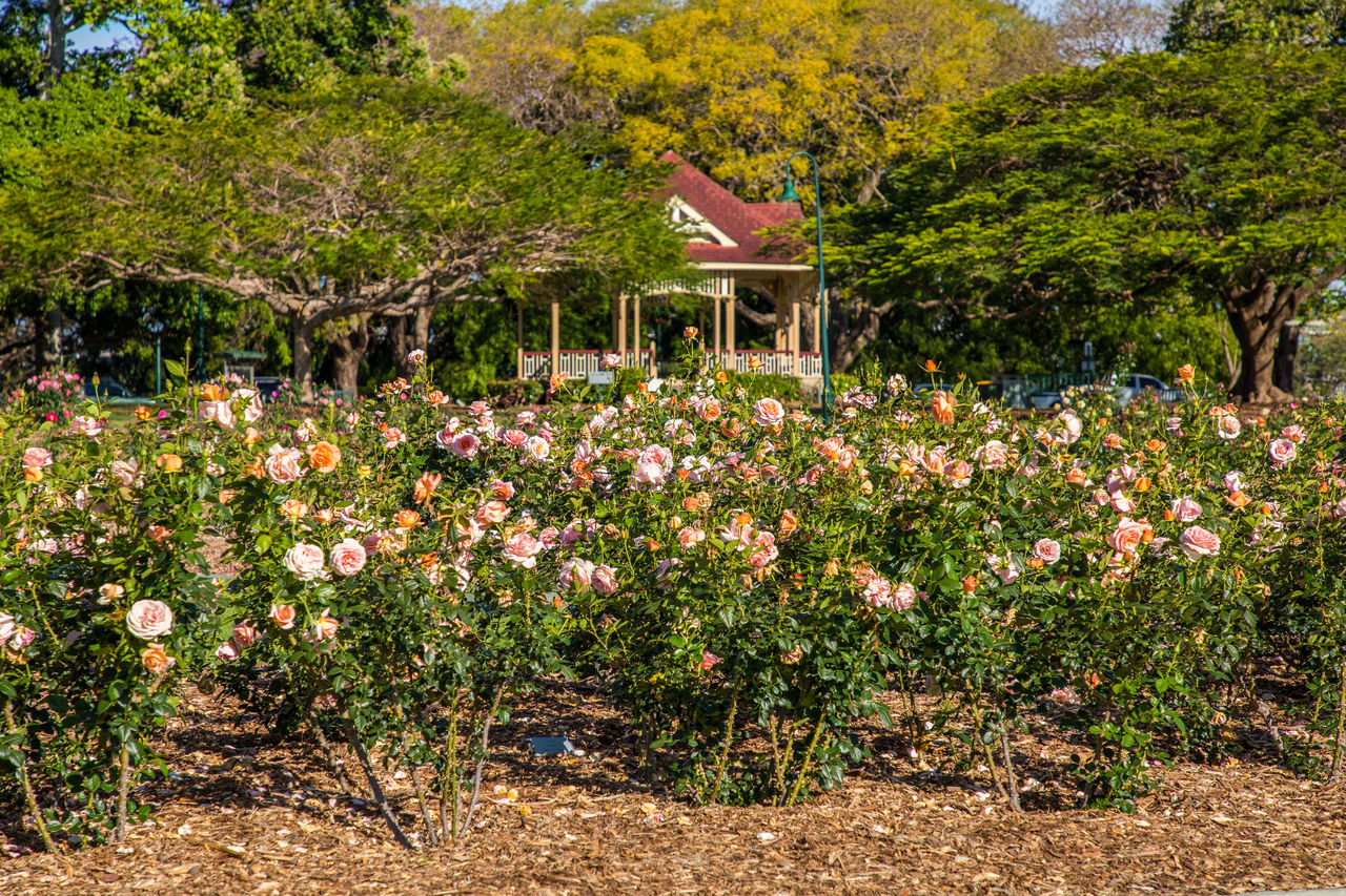 Rose garden in bloom with poincianas and rotunda in background at New Farm Park.