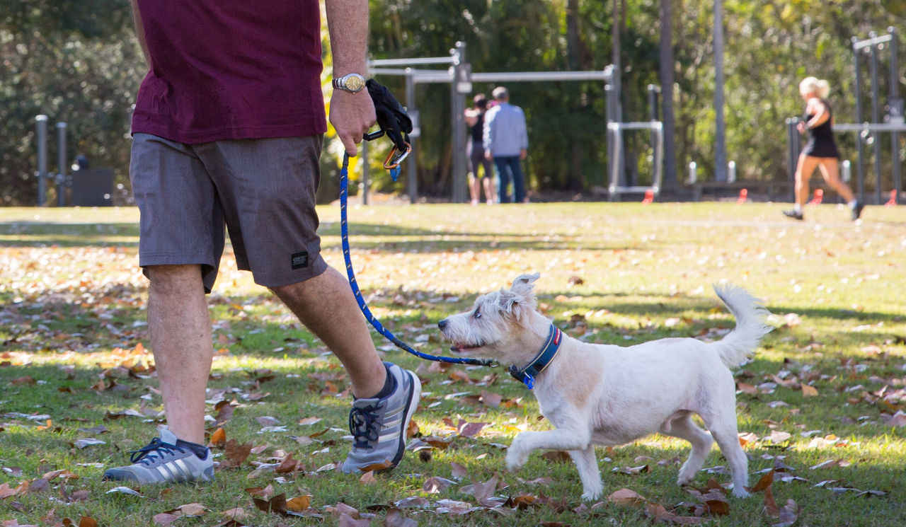 Man walking his medium sized dog in busy park.