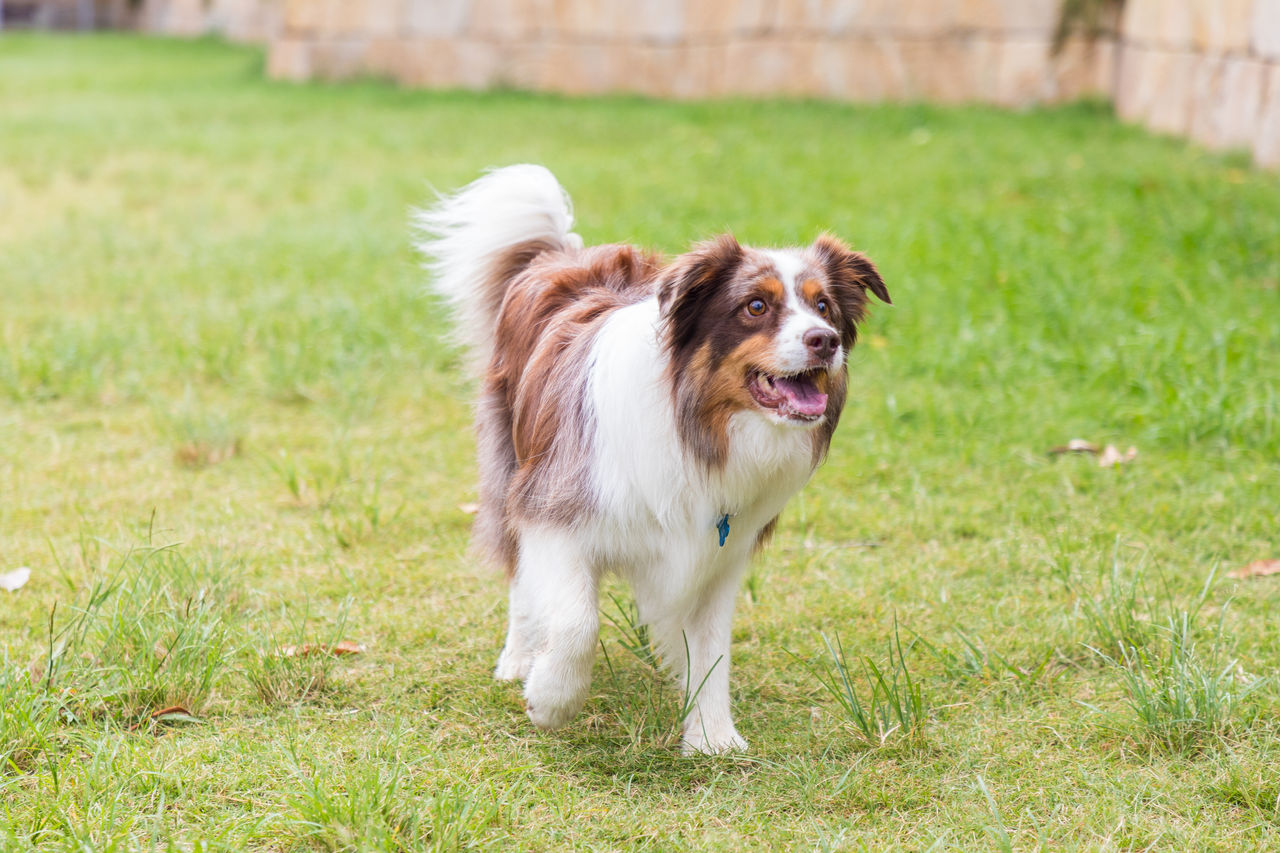 Medium-sized, brown and white, long haired dog in Hercules Street Park, Hamilton.