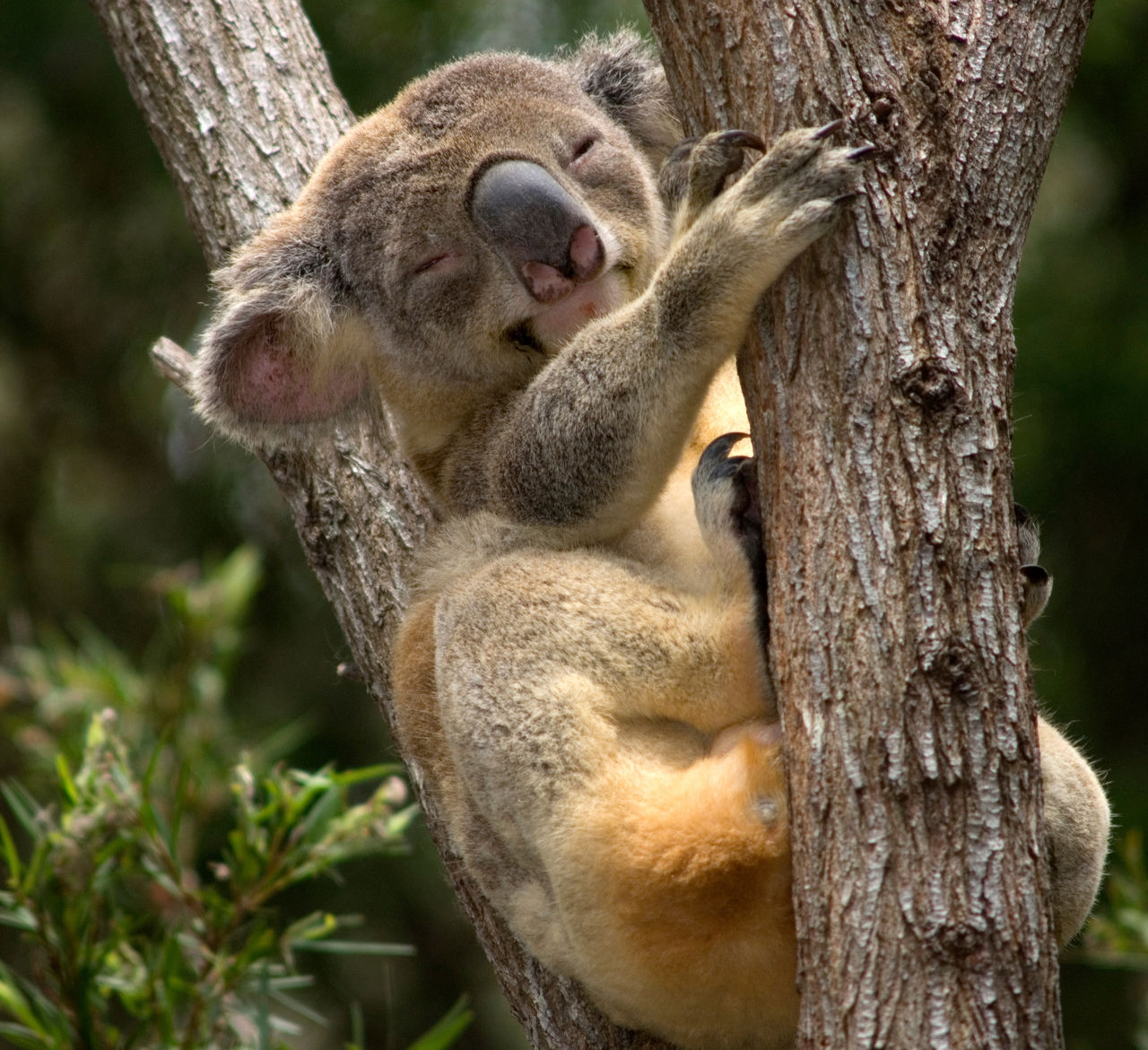 Koala asleep in the fork of a tree at Brisbane Koala Bushlands.