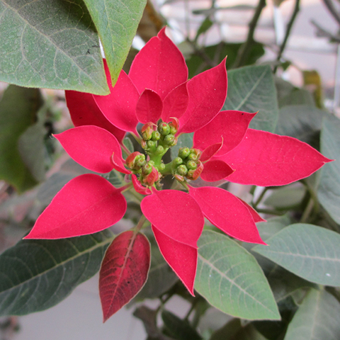 Red poinsettia flower