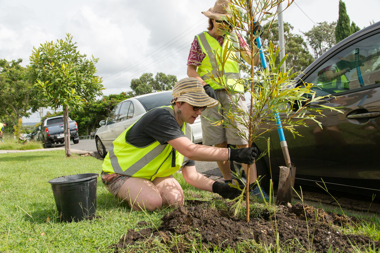 Two people planting a tree at a street tree planting event in Highgate Hill