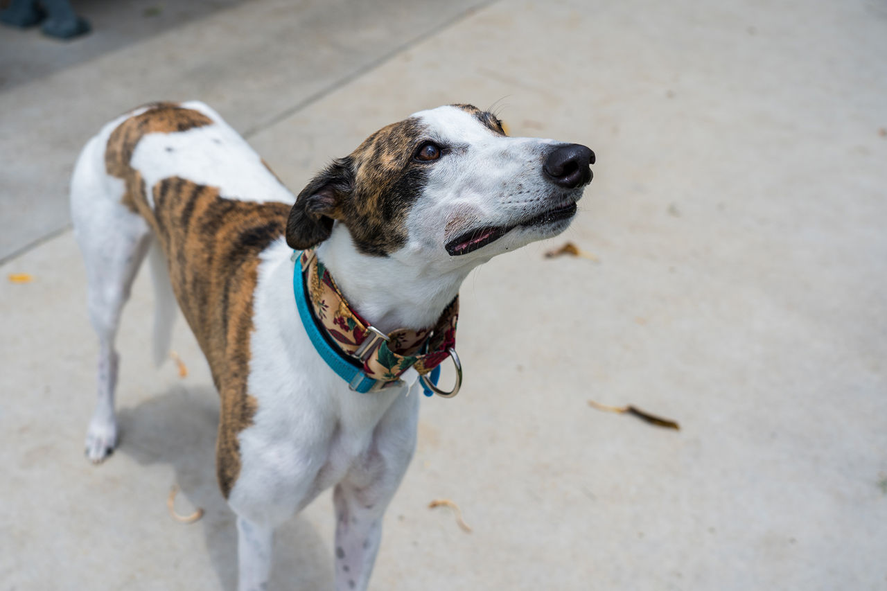 Greyhound with a blue collar, but no leash.