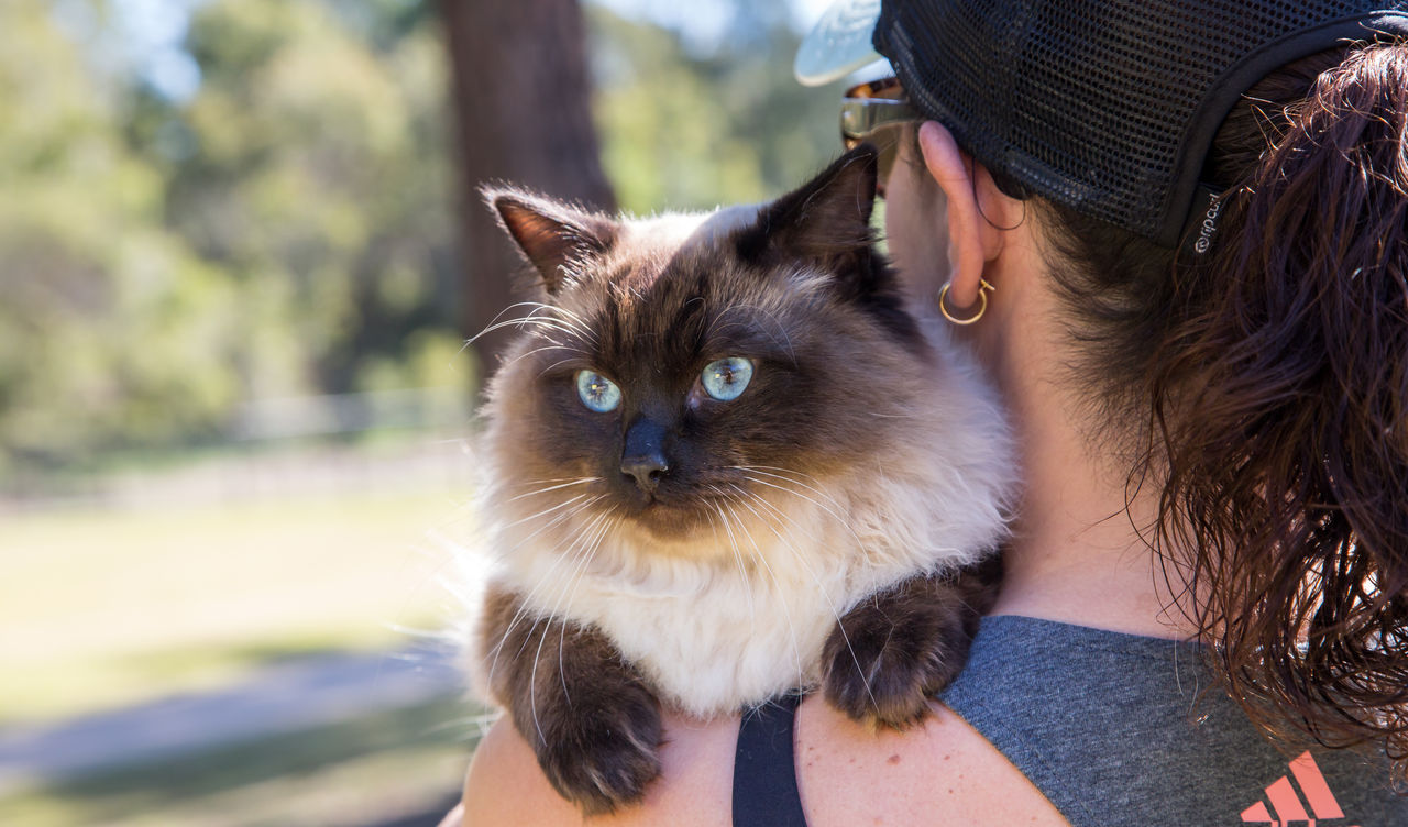 Himalayan cat sitting over woman's shoulder outdoors.