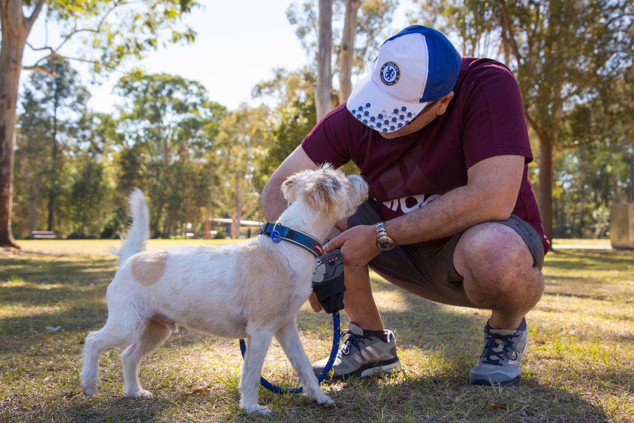 Man bending down to his small white and brown dog in a Council dog park. Dog is wearing a blue registration tag.