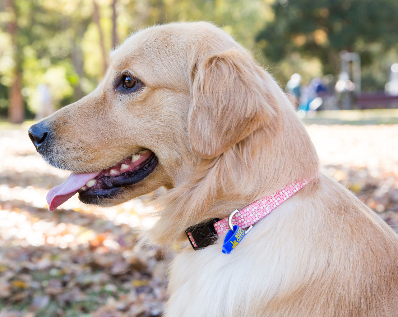 Young, yellow Labrador wearing a pink and white collar with a blue registration tag in a Brisbane dog park.