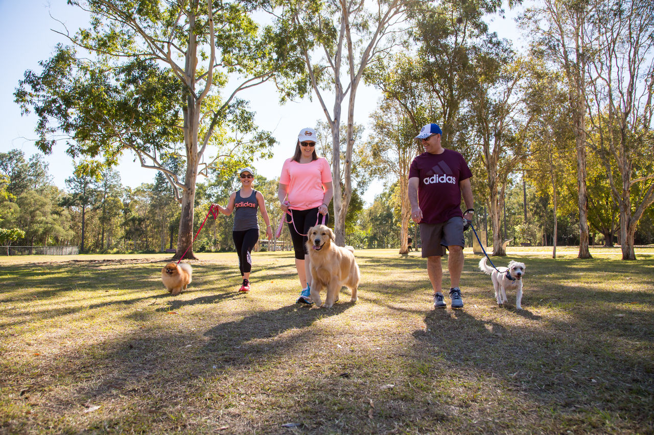 3 people walking 3 dogs on leads in a Brisbane park.