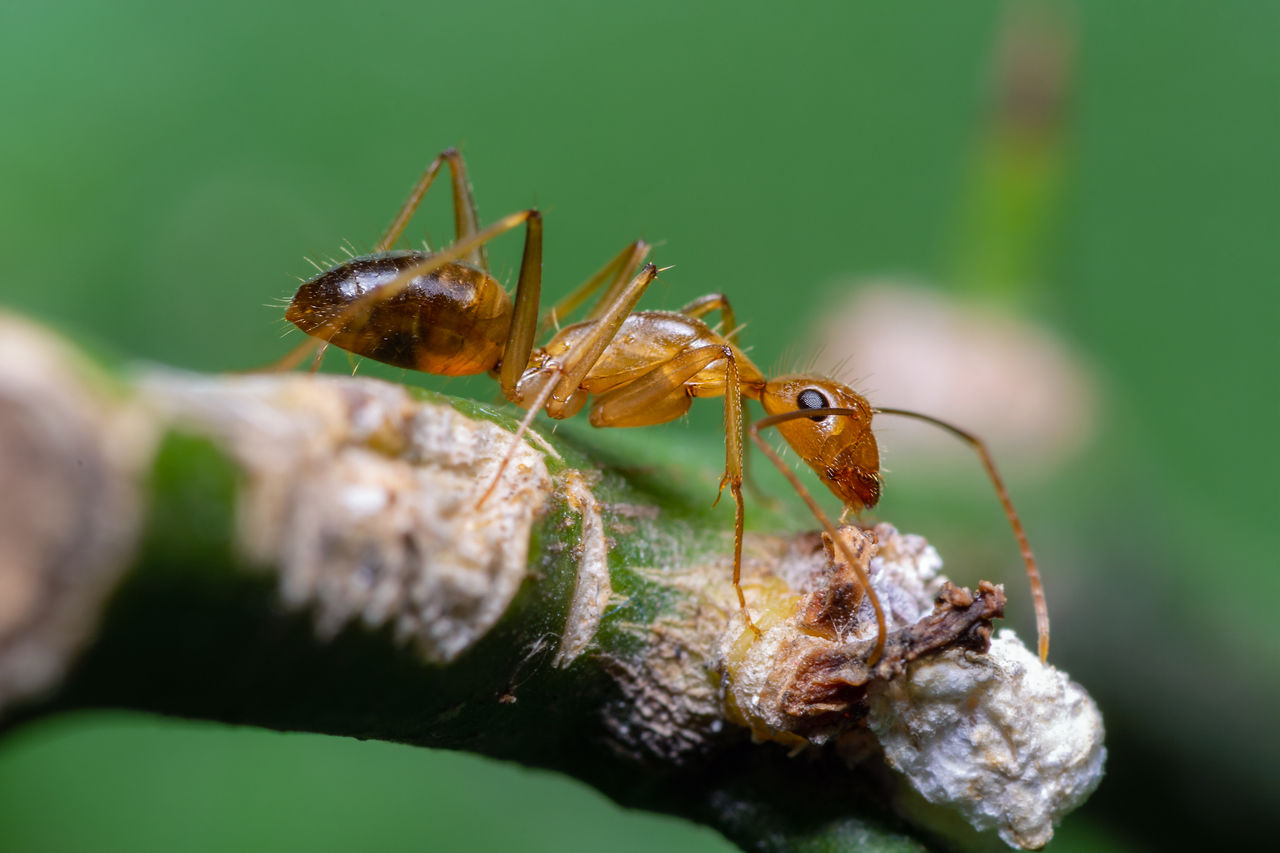 Close-up of a yellow crazy ant on a branch with blurred green background.