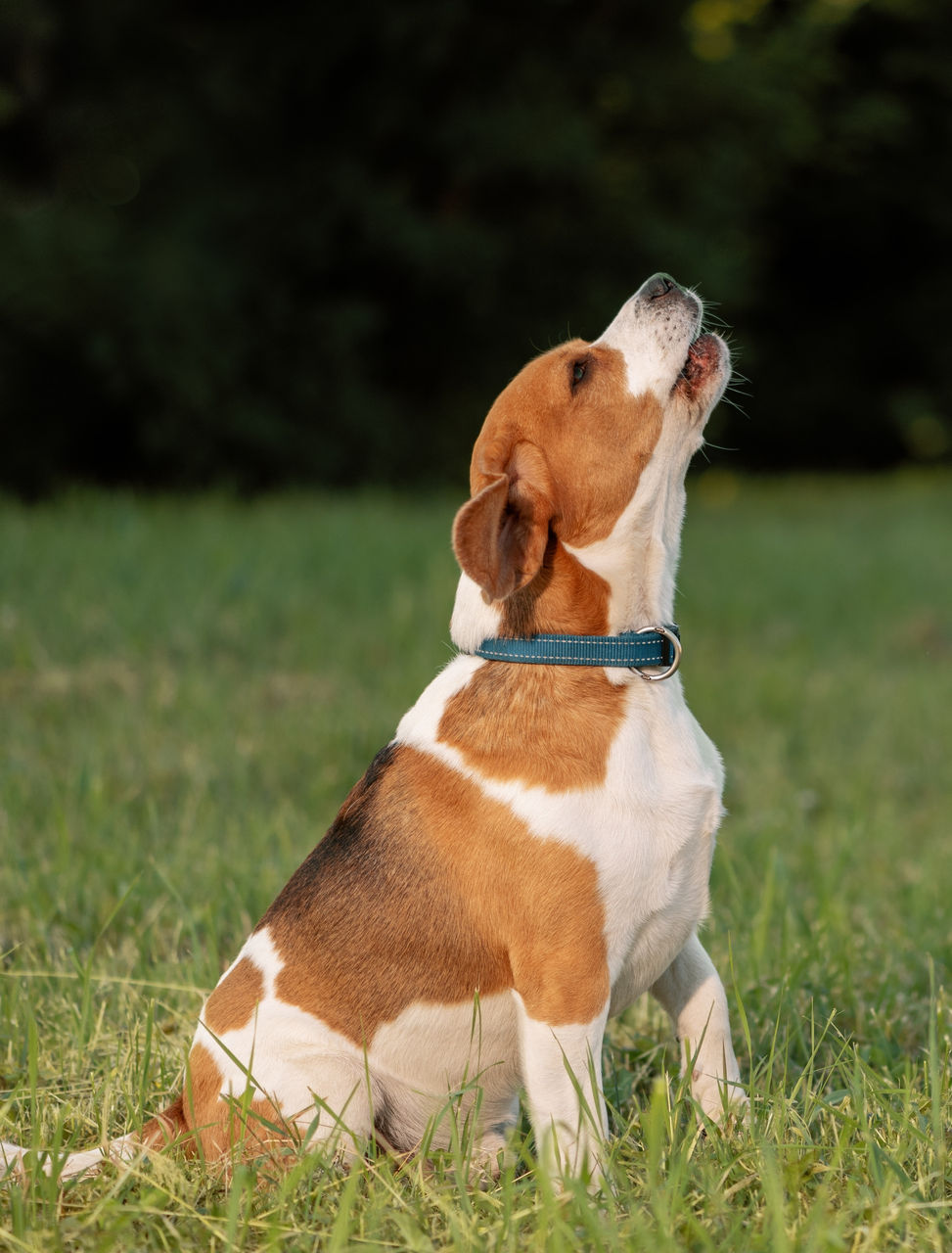 Barking dog sitting on grass, side view.