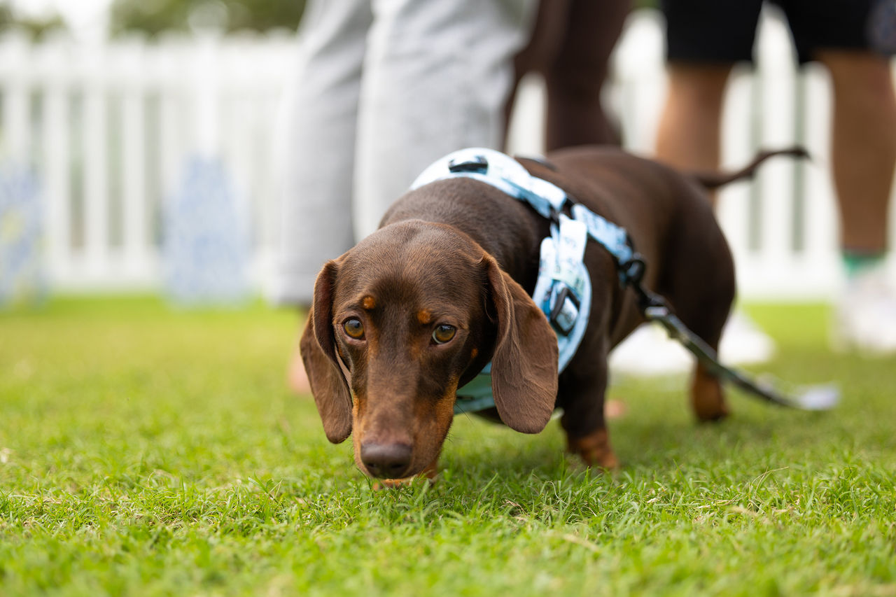 Dachshund with a blue harness on a leash at a Victoria Park event.