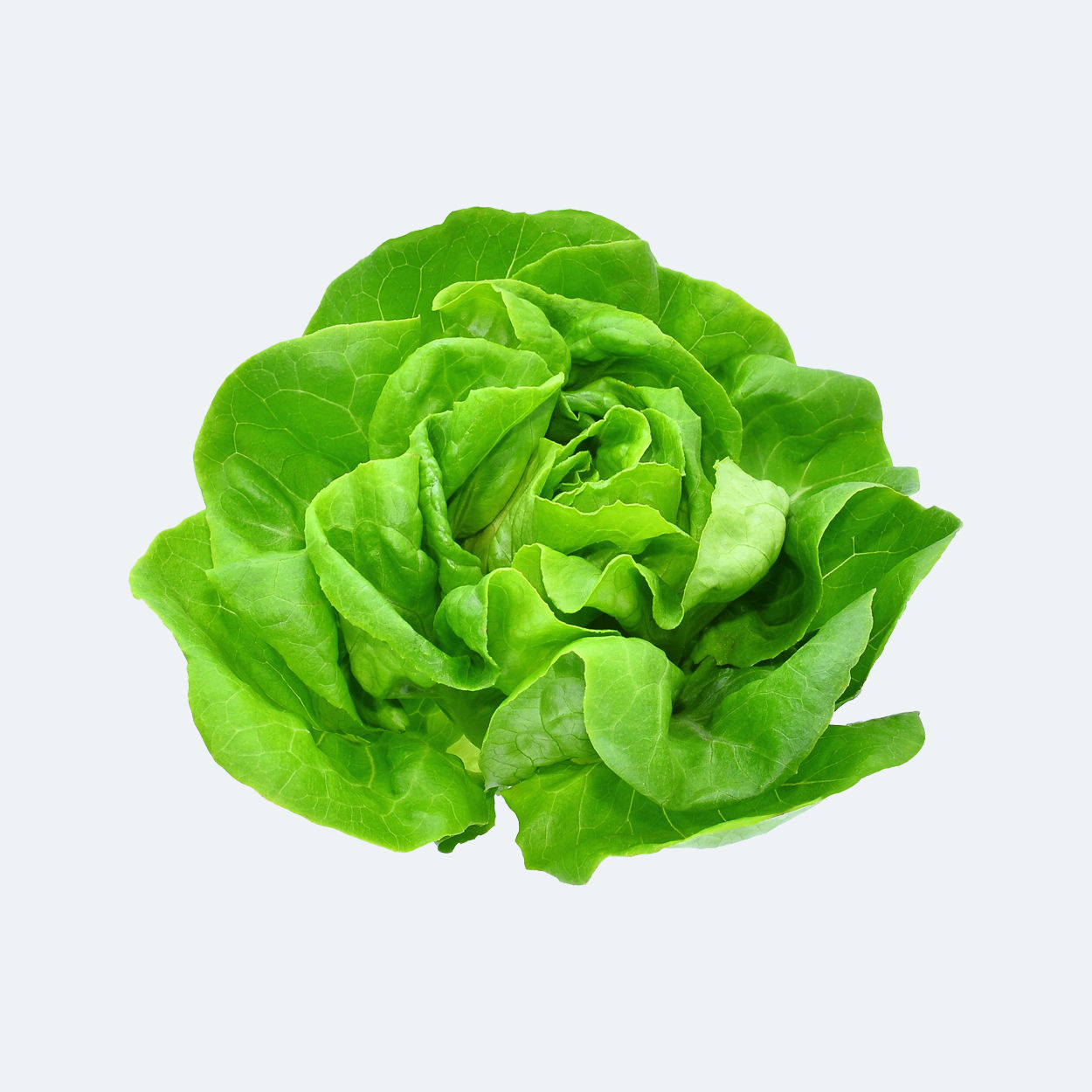 A green lettuce salad vegetable.