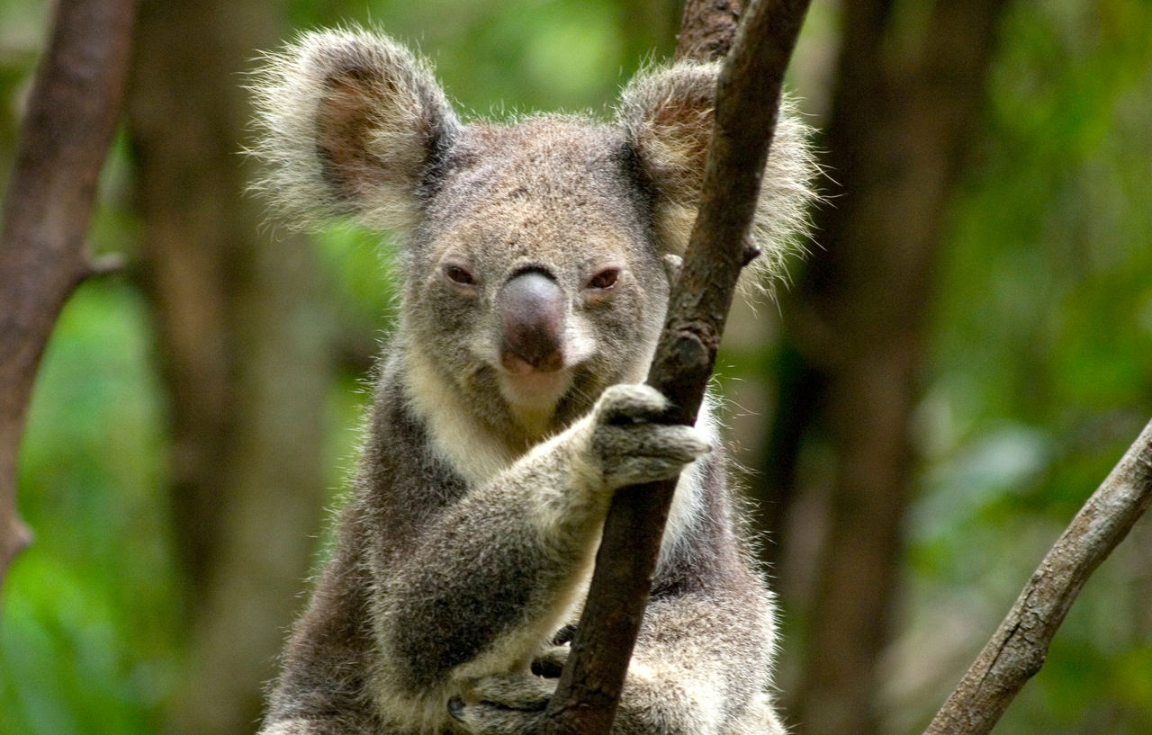 Koala in a tree at Brisbane Koala Bushlands.