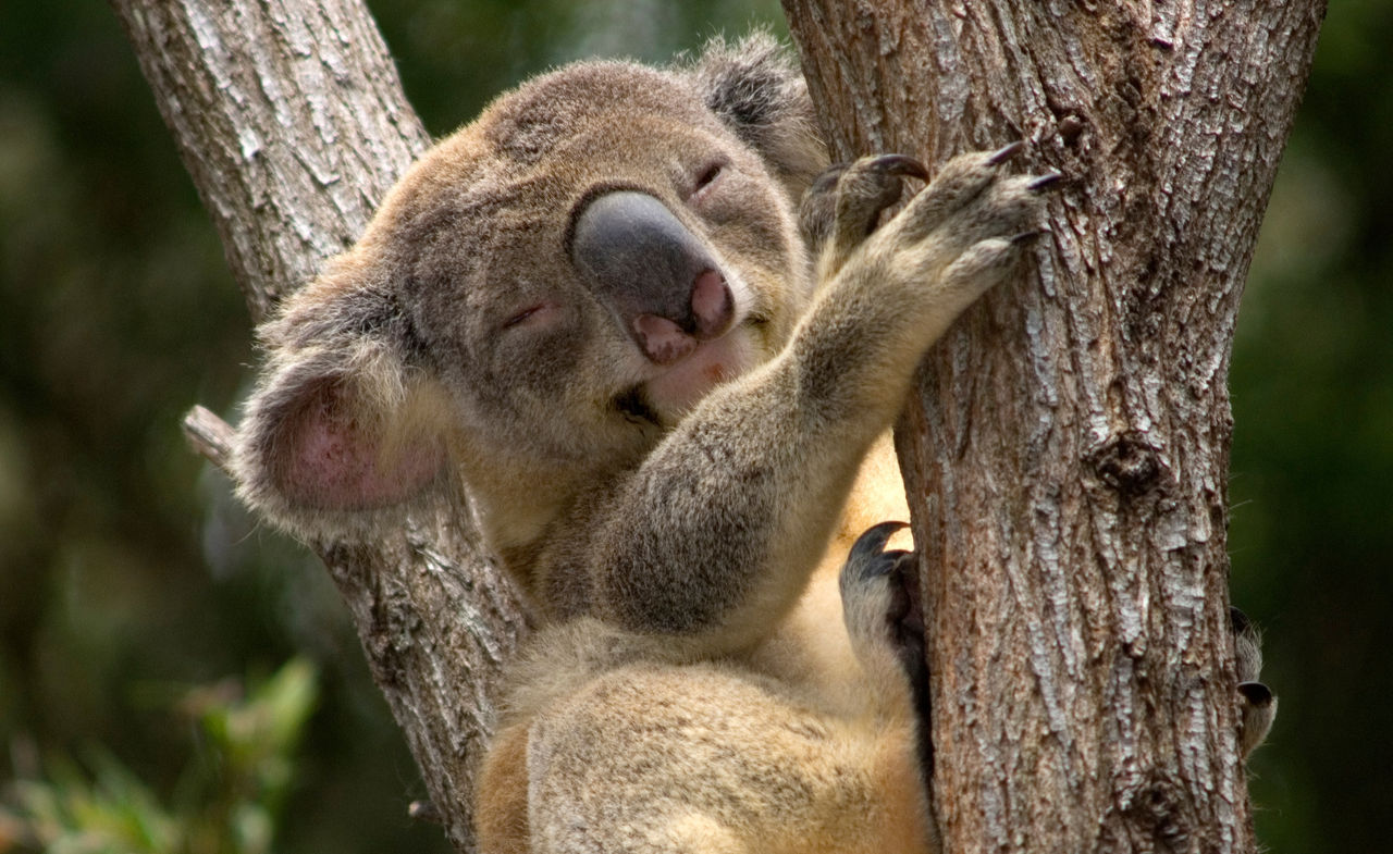 Koala sleeping in the fork of a tree at Brisbane Koala Bushlands.