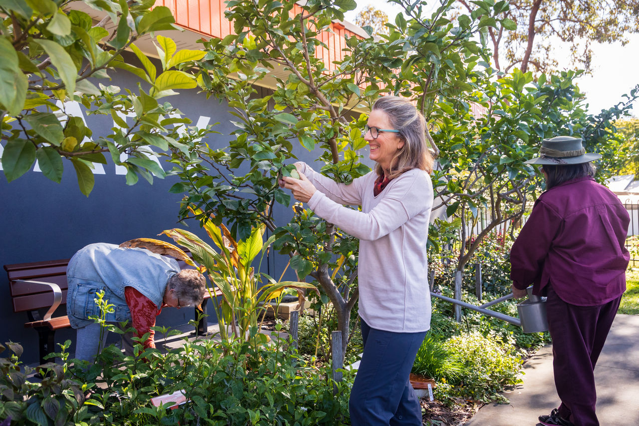 Three women tending plants in the Hollard Park Library community garden.