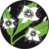 An illustration of the plant species Gossia gonoclada in bloom.
