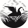 A black and white illustration showing a Black Swan in a wetland setting.