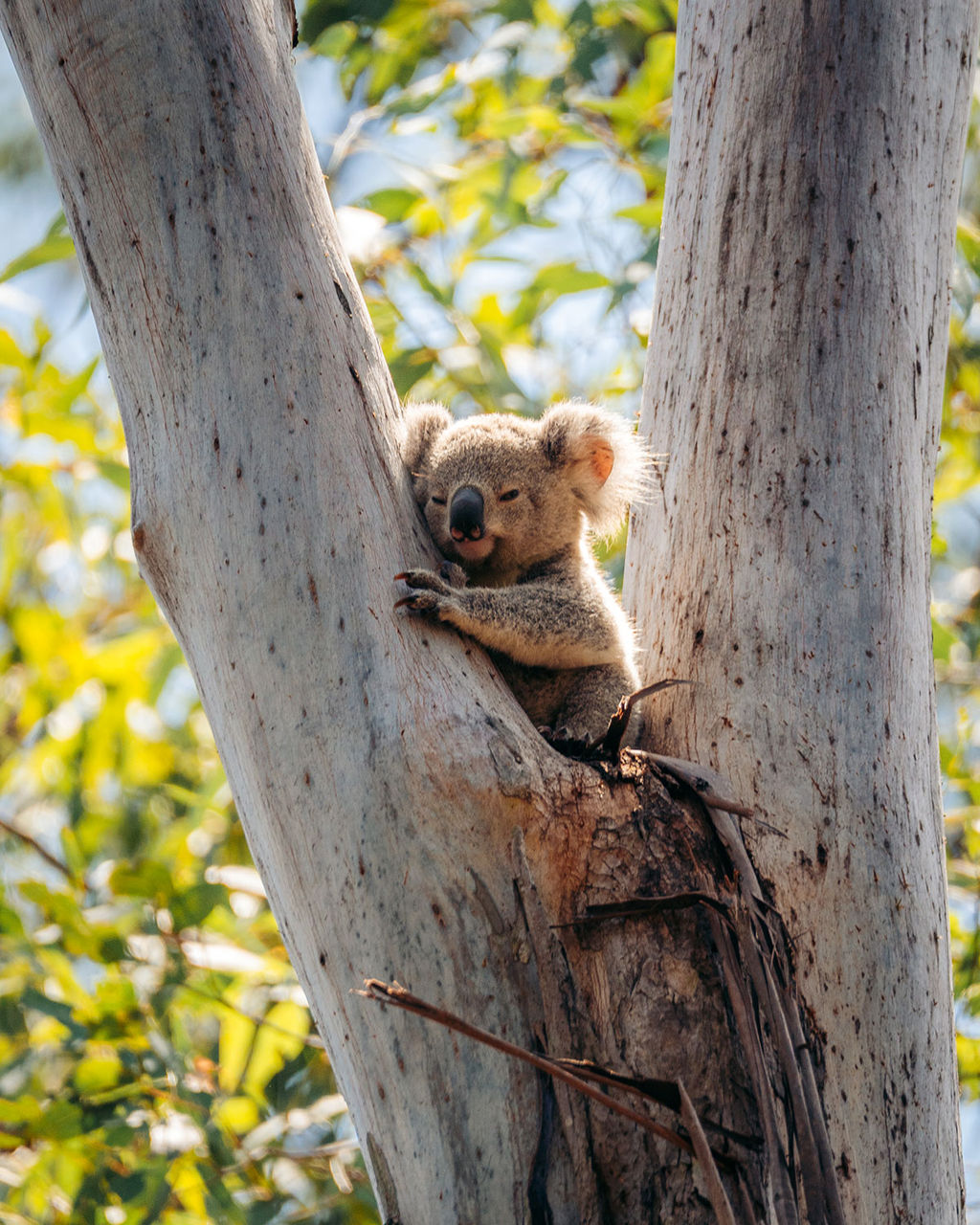 LMPA 2026 Peoples Choice Finalist - David Bolland - Baby Koala. A baby koala sitting amongst tree branches.