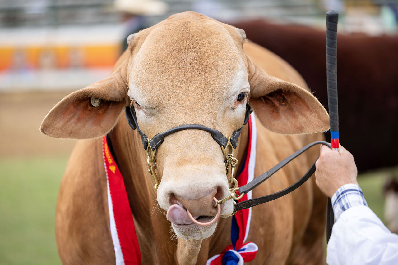 LMPA 2026 People’s Choice Finalist - Delma Newton - Cheeky. A large bull licking its nose at the 2025 Ekka.